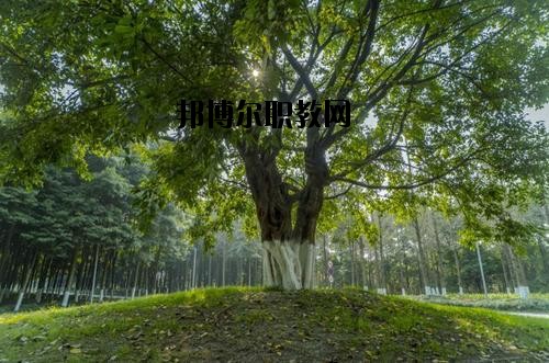 四川檔案學(xué)校2020年報(bào)名條件、招生要求、招生對象